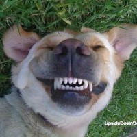 Kriss van der Kristofers