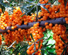 Ko der zināt par smiltsērkšķiem