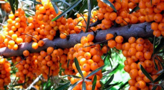 Ko der zināt par smiltsērkšķiem