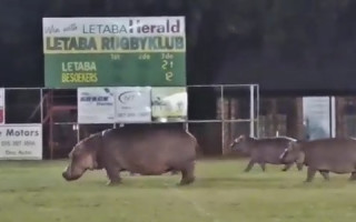 Video: Nīlzirgi ierodas regbija laukumā