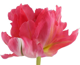 Izstāde „Tulpes 2015”