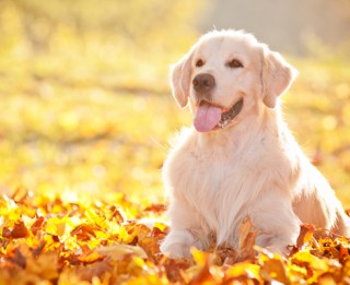 Pūkainie prieka vitamīni jeb priecīgākās suņu šķirnes – TOP 10