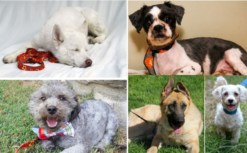 20 suņi, kurus izdevās glābt. Šausminoši stāsti ar laimīgām beigām