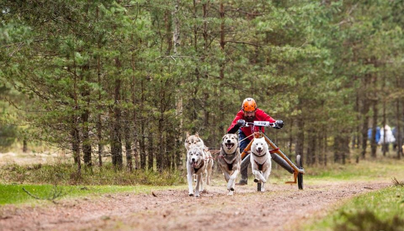 Latvijai visvairāk uzvaras Pasaules kausa posmā kamanu suņu sportā
